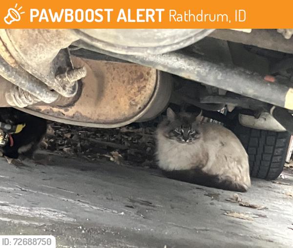 Found/Stray Unknown Cat last seen COEUR d’alene st, Rathdrum, ID 83858