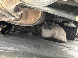 Found/Stray Unknown Cat last seen COEUR d’alene st, Rathdrum, ID 83858