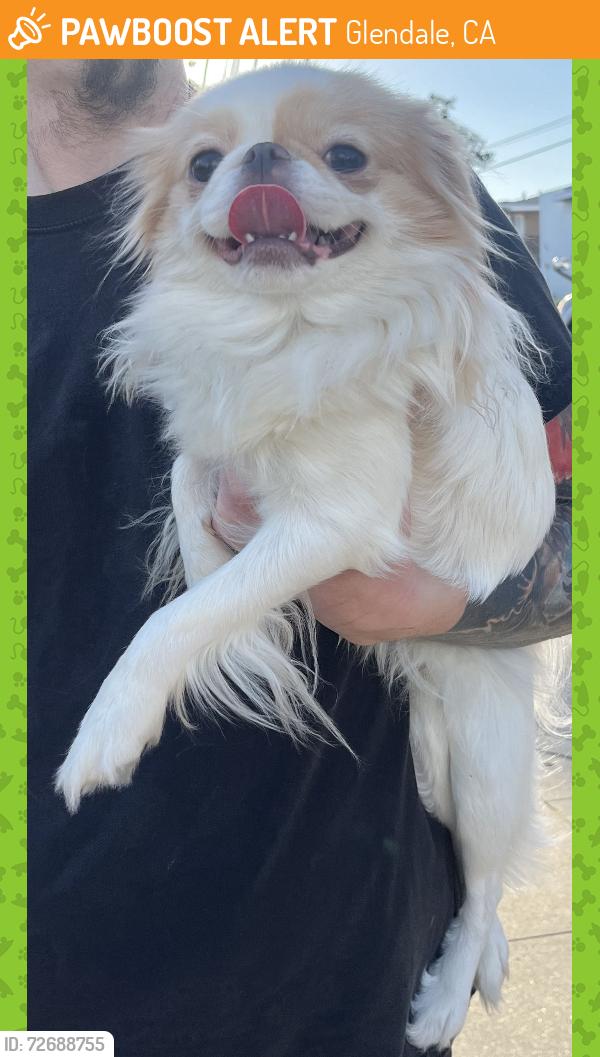 Found/Stray Unknown Dog last seen Trader Joe’s Glendale, CA, Glendale, CA 91207