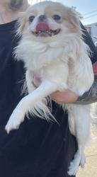 Found/Stray Unknown Dog last seen Trader Joe’s Glendale, CA, Glendale, CA 91207