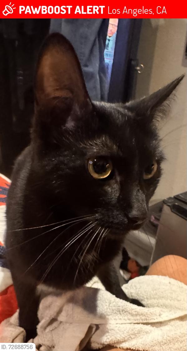 Lost Female Cat last seen Robertson and pico, Los Angeles, CA 90035