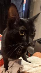 Lost Female Cat last seen Robertson and pico, Los Angeles, CA 90035