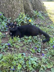 Lost Female Cat last seen Greenbriar Road and Heather Way , Lexington, KY 40503