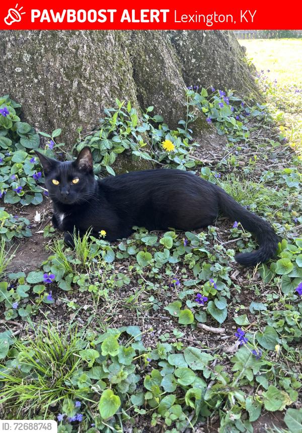 Lost Female Cat last seen Greenbriar Road and Heather Way , Lexington, KY 40503