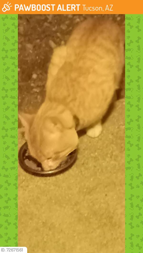 Found/Stray Unknown Cat last seen Snyder and Auburn Ln. , Tucson, AZ 85749
