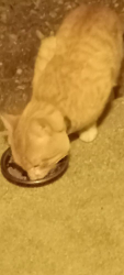 Found/Stray Unknown Cat last seen Snyder and Auburn Ln. , Tucson, AZ 85749