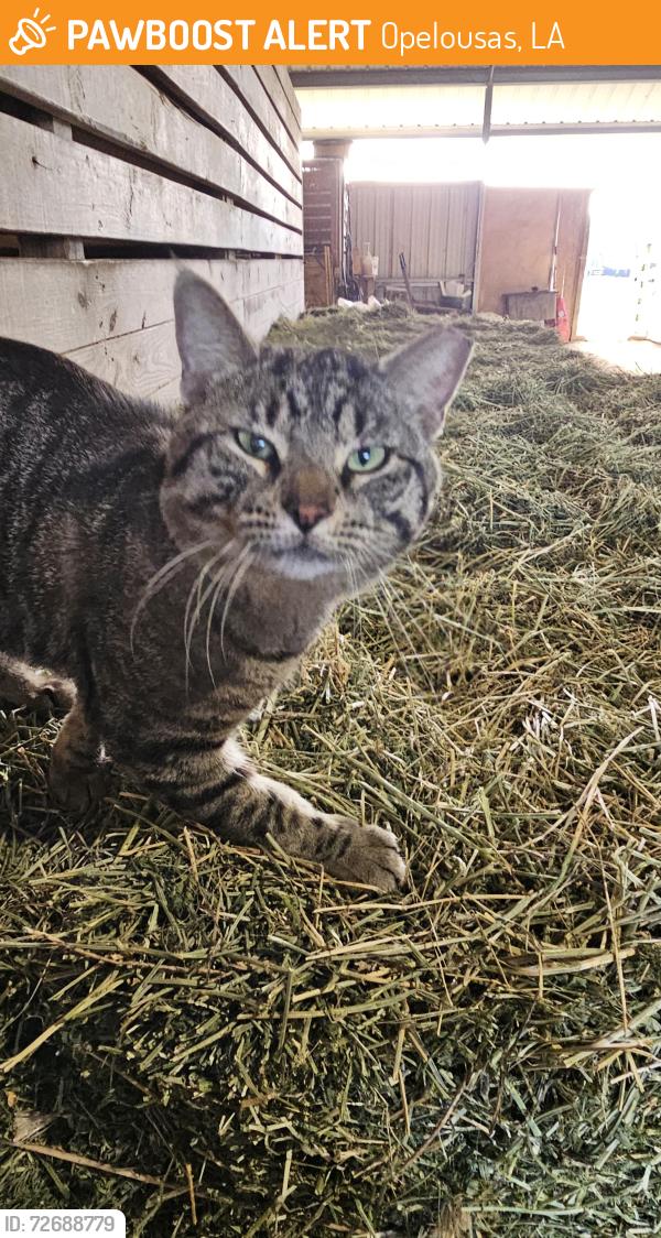 Found/Stray Male Cat last seen Hwy 182 Near Bellevue Animal Clinic , Opelousas, LA 70571