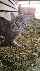 Found/Stray Male Cat last seen Hwy 182 Near Bellevue Animal Clinic , Opelousas, LA 70571