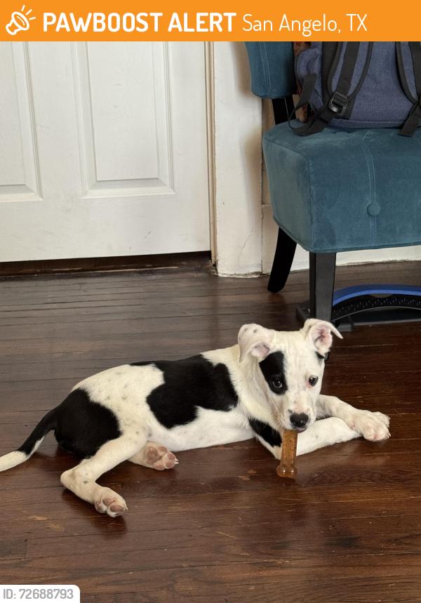 Found/Stray Male Dog last seen Near N Monroe St San Angelo Texas , San Angelo, TX 76901