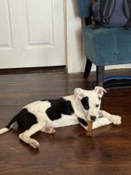 Found/Stray Male Dog last seen Near N Monroe St San Angelo Texas , San Angelo, TX 76901