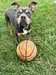 Lost Female Dog last seen Near Brooks School Rd Fishers, IN 46038 United States, Fishers, IN 46037