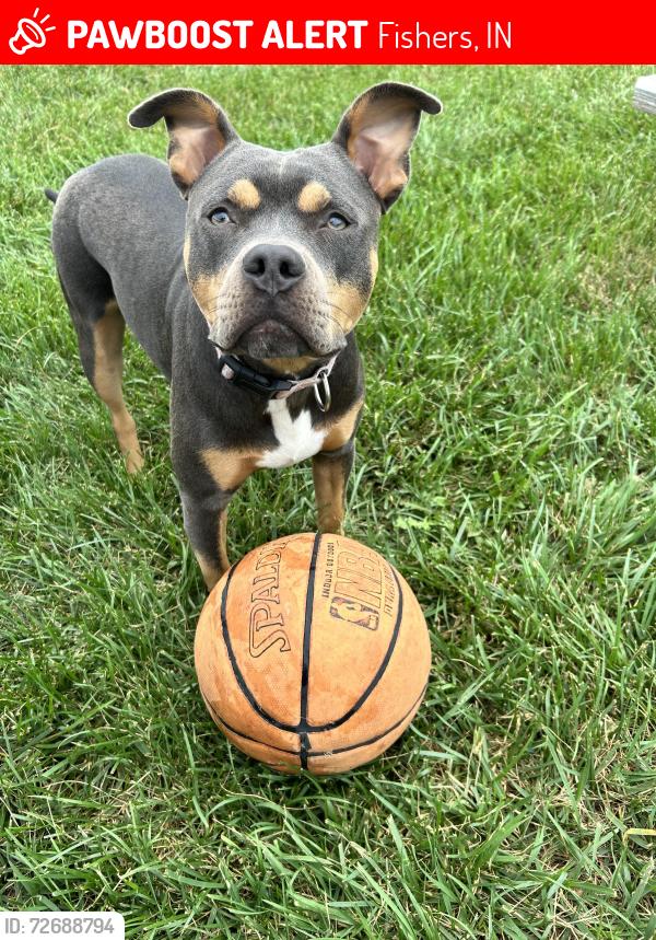 Lost Female Dog last seen Near Brooks School Rd Fishers, IN 46038 United States, Fishers, IN 46037