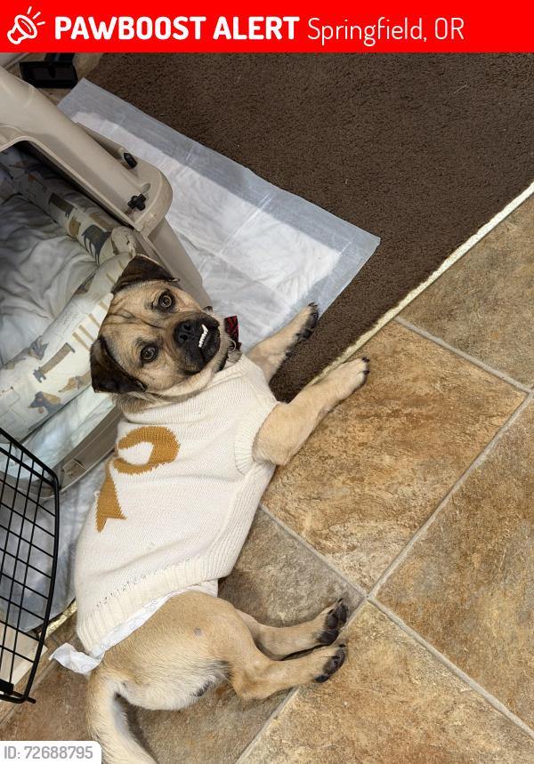 Lost Male Dog last seen Aster street springfield oregon, Springfield, OR 97475
