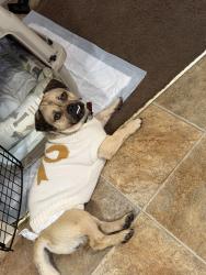 Lost Male Dog last seen Aster street springfield oregon, Springfield, OR 97475