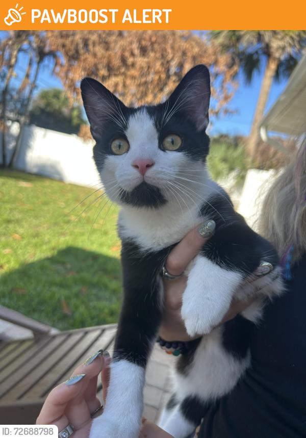 Found/Stray Unknown Cat last seen Hibiscus trail , Melbourne Beach, FL 32951