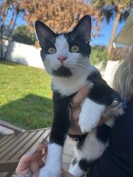 Found/Stray Unknown Cat last seen Hibiscus trail , Melbourne Beach, FL 32951