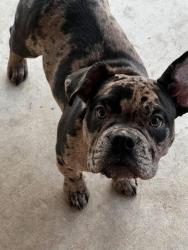 Lost Female Dog last seen Near west 22nd Street North Wichita Kansas 67204, Wichita, KS 67203
