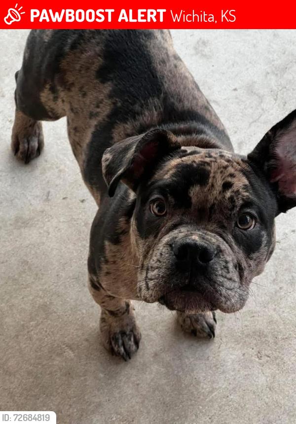 Lost Female Dog last seen Near west 22nd Street North Wichita Kansas 67204, Wichita, KS 67203