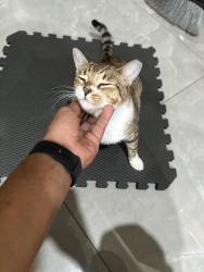 Lost Female Cat last seen 54th street, Pompano Beach, FL 33064