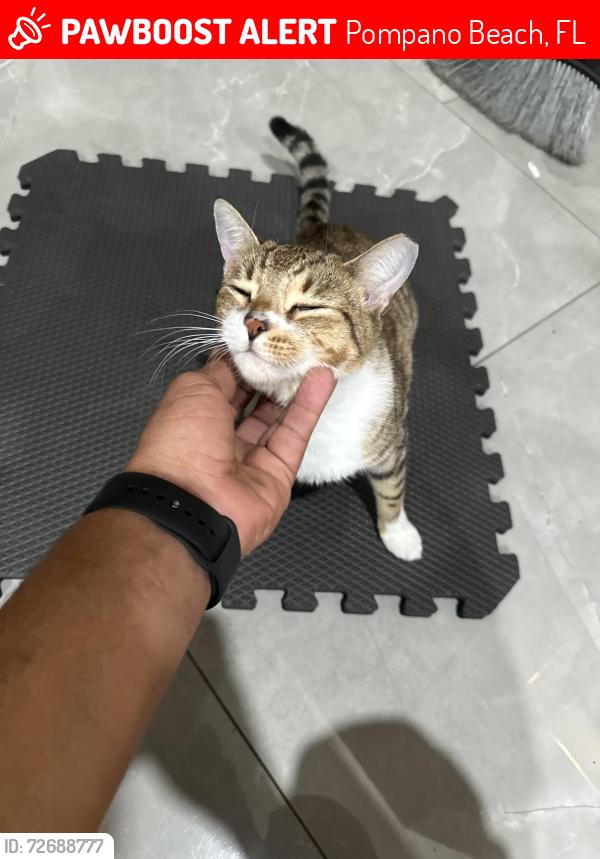 Lost Female Cat last seen 54th street, Pompano Beach, FL 33064