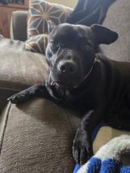 Found/Stray Female Dog last seen Frank / Troy, Winston-Salem, NC 27107