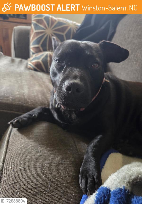 Found/Stray Female Dog last seen Frank / Troy, Winston-Salem, NC 27107