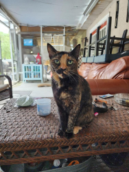 Lost Female Cat last seen Cranbrook Ave NE , Palm Bay, FL 32905