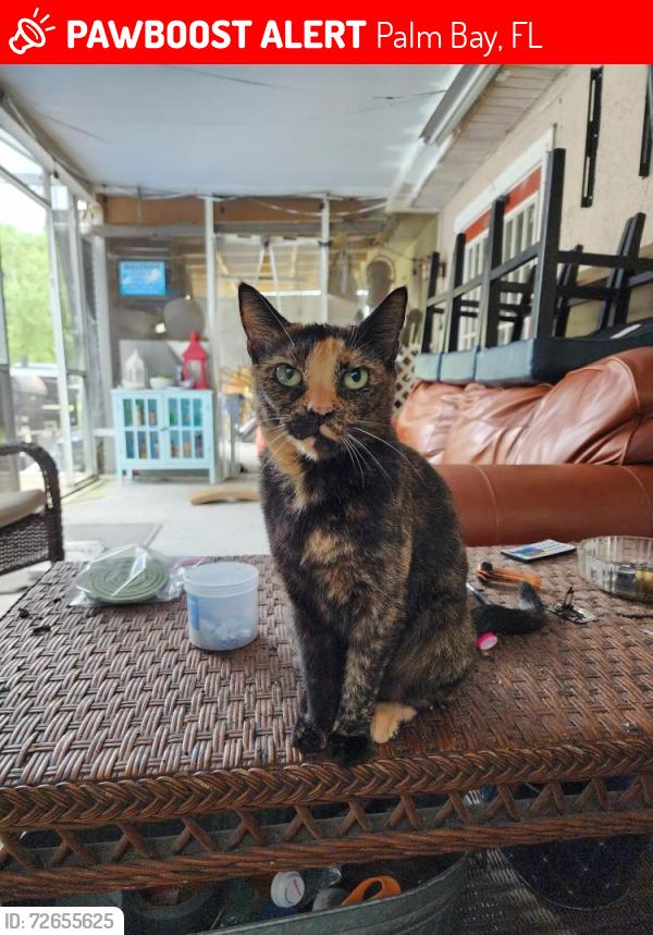 Lost Female Cat last seen Cranbrook Ave NE , Palm Bay, FL 32905