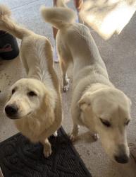 Found/Stray Unknown Dog last seen Carriage Hills Blvd and 1488, Conroe, TX 77384
