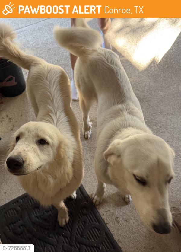 Found/Stray Unknown Dog last seen Carriage Hills Blvd and 1488, Conroe, TX 77384