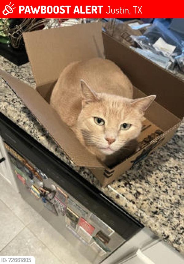 Lost Male Cat last seen Clay Creek Lane and White Mill Rd, Justin, TX 76247