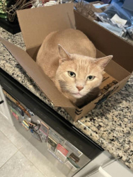 Lost Male Cat last seen Clay Creek Lane and White Mill Rd, Justin, TX 76247
