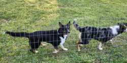 Found/Stray Unknown Dog last seen Near Sand Hills Golf Course in Campbell, TX, Hunt County, TX 75422