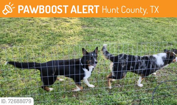 Found/Stray Unknown Dog last seen Near Sand Hills Golf Course in Campbell, TX, Hunt County, TX 75422