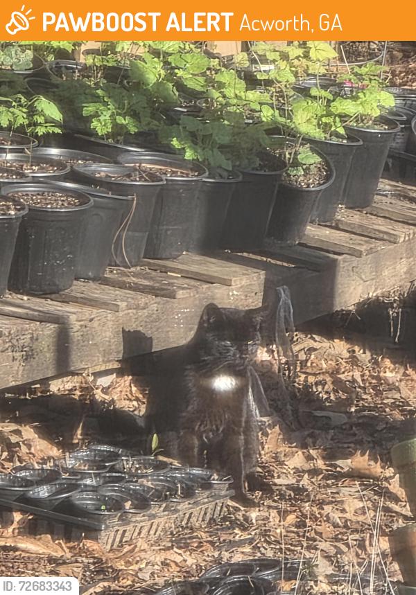 Found/Stray Unknown Cat last seen Regiment drive and county line, Acworth, GA 30101