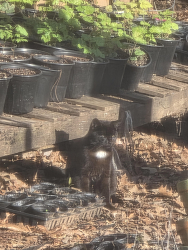 Found/Stray Unknown Cat last seen Regiment drive and county line, Acworth, GA 30101