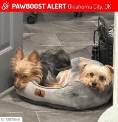 Lost Male Dog last seen 44th and newcastle, Oklahoma City, OK 73119