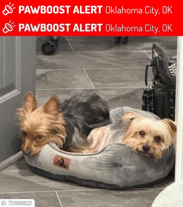 Lost Male Dog last seen 44th and newcastle, Oklahoma City, OK 73119