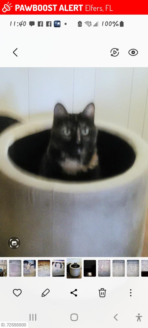 Lost Female Cat last seen Near and Moog rd., Elfers, FL 34690