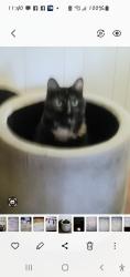 Lost Female Cat last seen Near and Moog rd., Elfers, FL 34690