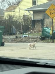 Found/Stray Unknown Dog last seen Cowells st , Joliet, IL 60435