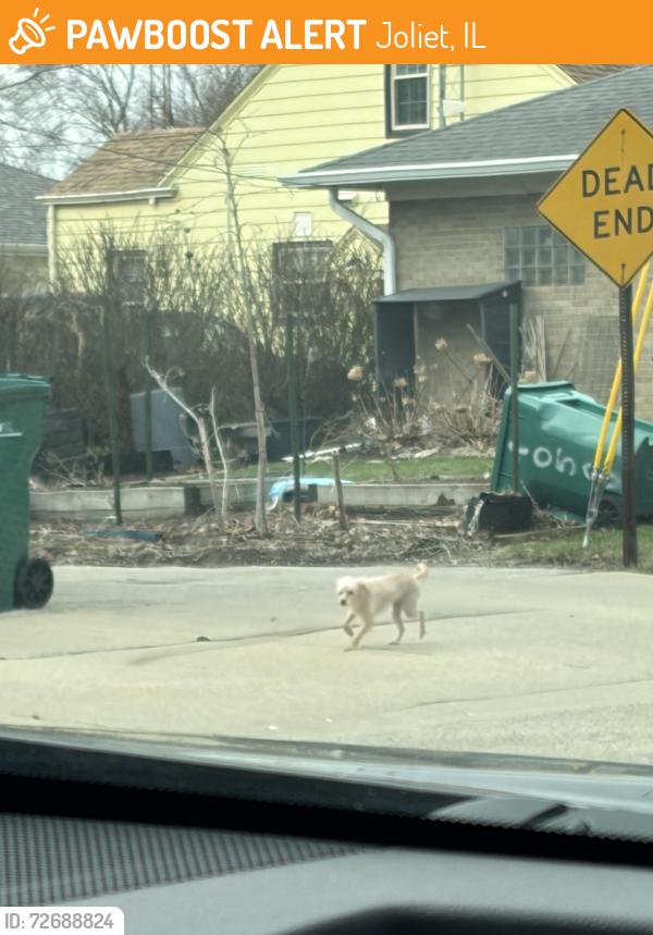 Found/Stray Unknown Dog last seen Cowells st , Joliet, IL 60435