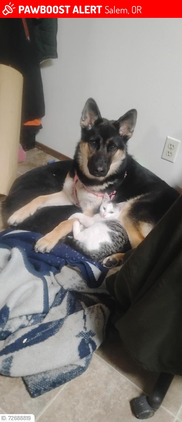 Lost Female Cat last seen Pringle Rd, Salem, OR 97302