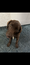 Lost Female Dog last seen Villa maria , Caldwell, TX 77836