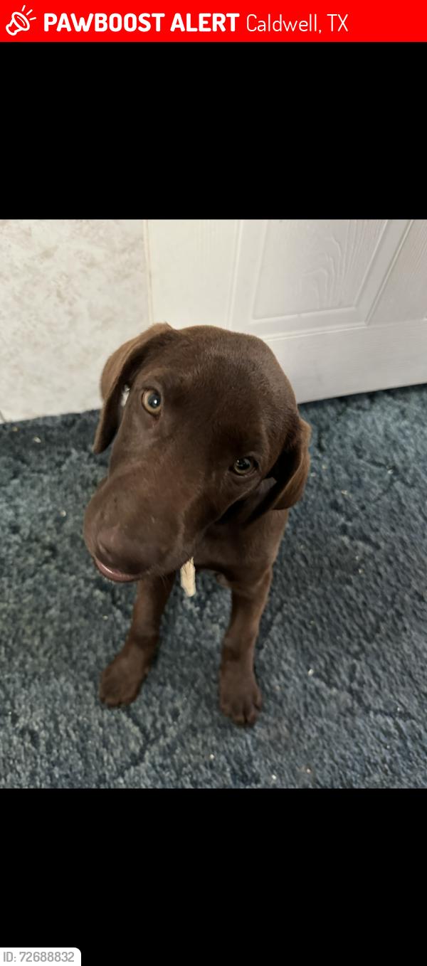 Lost Female Dog last seen Villa maria , Caldwell, TX 77836