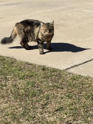 Found/Stray Unknown Cat last seen 16th St. between Council and Rockwell, Oklahoma City, OK 73127