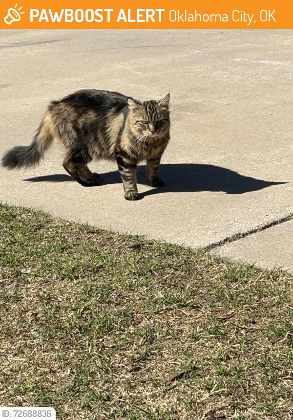 Found/Stray Unknown Cat last seen 16th St. between Council and Rockwell, Oklahoma City, OK 73127