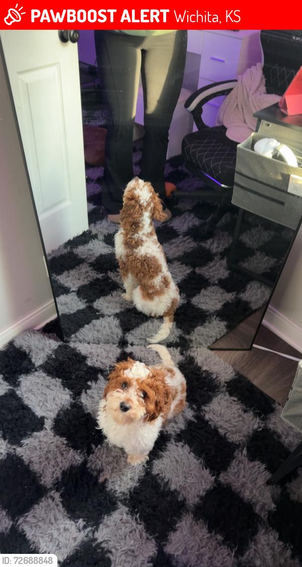Lost Male Dog last seen , Wichita, KS 67211