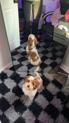 Lost Male Dog last seen , Wichita, KS 67211