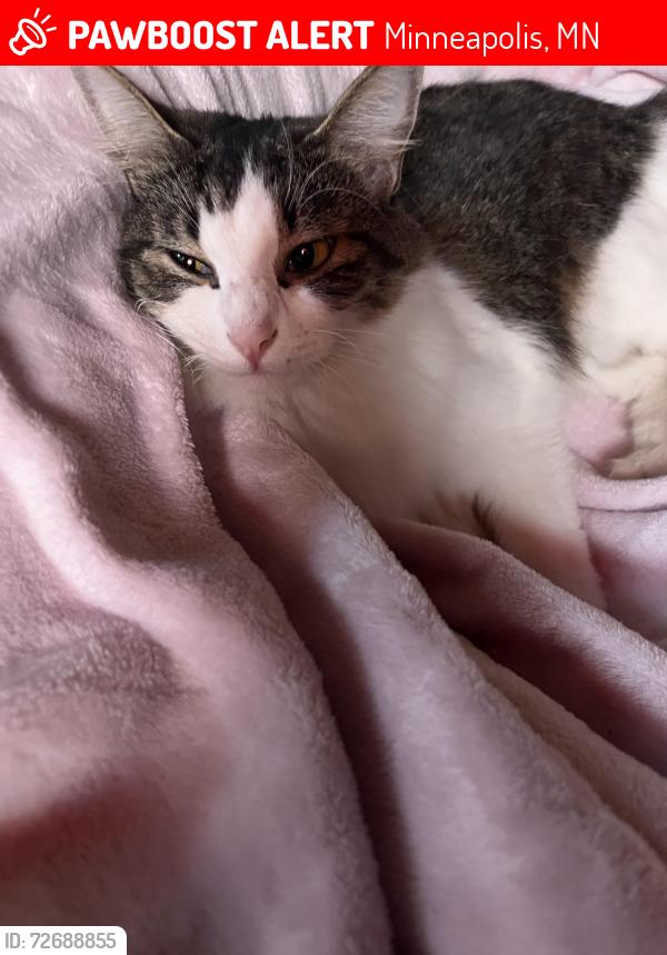 Lost Female Cat last seen 47th and Bryant , Minneapolis, MN 55430